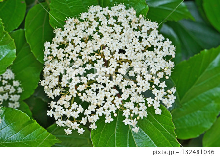 白い花が集まったハクサンボクの花(春、四月) 白い花が集まったハクサンボクの花(春、四月) 132481036