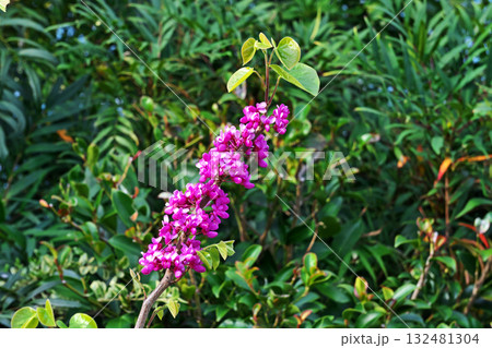 ピンク色のハナズオウの花（春、四月） 132481304