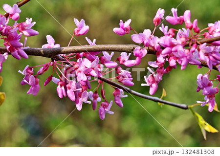 ピンク色のハナズオウの花（春、四月） 132481308
