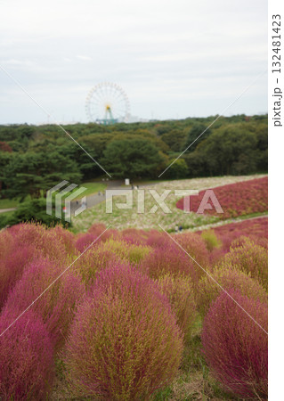 秋のみはらしの丘 132481423