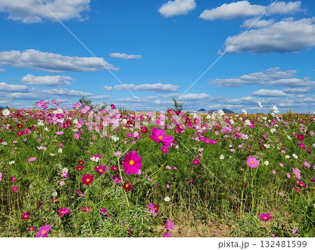 秋空に映えるコスモス 秋空に映えるコスモス 132481599