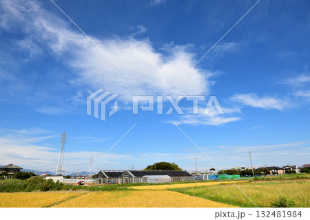青空の下に広がる寒川の田園風景と大きな白い浮き雲 132481984