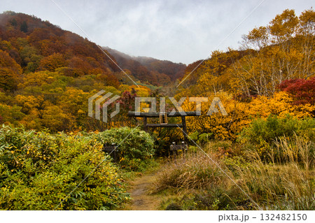 酸ヶ湯　美しい紅葉に包まれた薬師神社の鳥居　青森県青森市 132482150