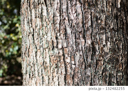 ゴツゴツとした樹皮。秋の公園で感じる自然の温もり 132482255