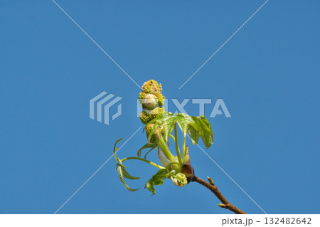 丸いモミジバフウの花(春、四月) 丸いモミジバフウの花(春、四月) 132482642