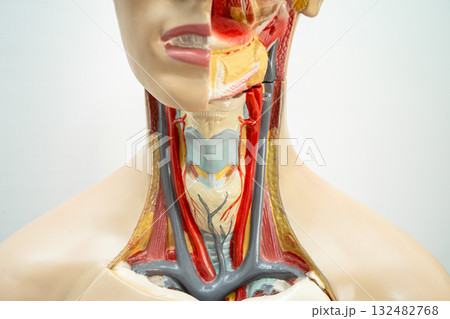 Human model anatomy for medical training course, teaching medicine education. 132482768
