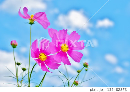 新潟県小千谷市三仏生のコスモス花畑 132482878