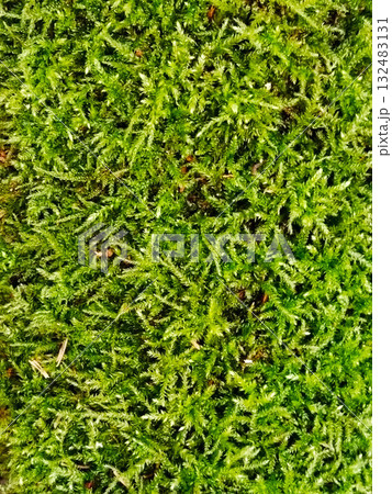 Dense vibrant green moss background. Dense vibrant green moss background. 132483131