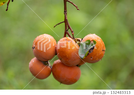 美味しく実った柿の実 132483313