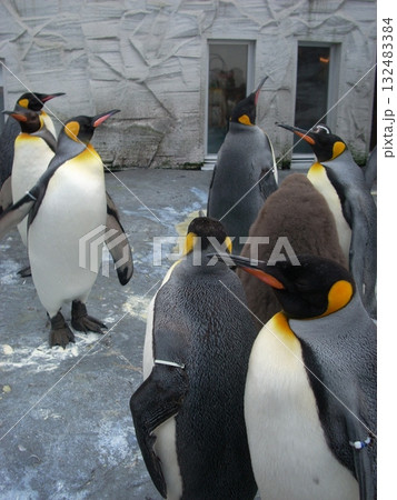 コウテイペンギン 2 コウテイペンギン 2 132483384