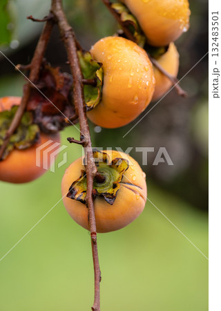 美味しく実った柿の実 132483501
