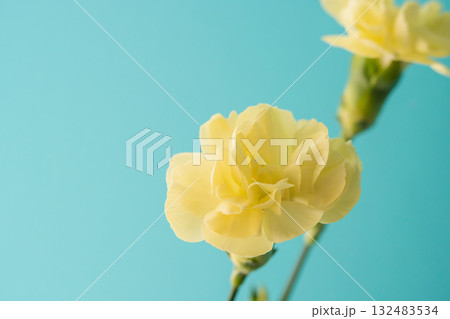 カーネーションの黄色い花を青背景で撮影01 カーネーションの黄色い花を青背景で撮影01 132483534