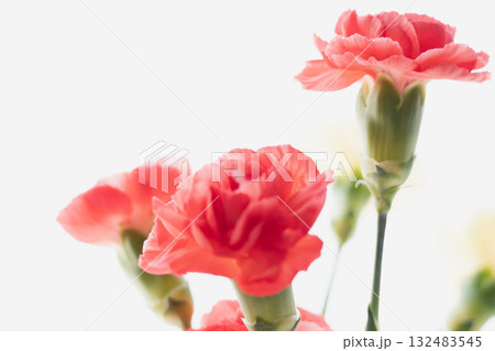 カーネーションの花を白背景で撮影02 132483545