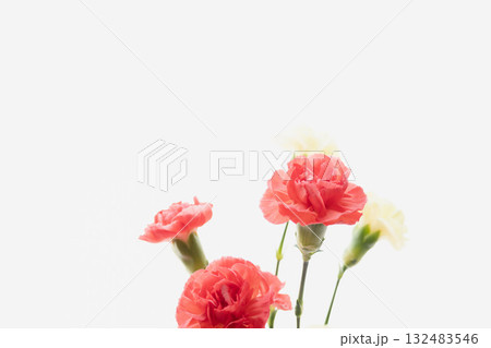 カーネーションの花を白背景で撮影03 カーネーションの花を白背景で撮影03 132483546
