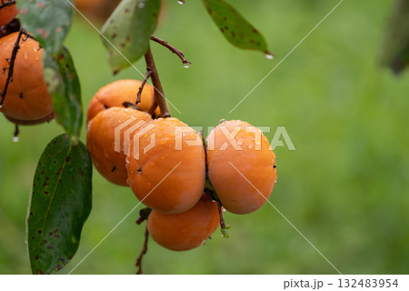 美味しく実った柿の実 132483954