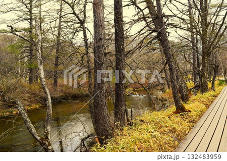 春の戦場ヶ原　日光市 栃木県　3 132483959