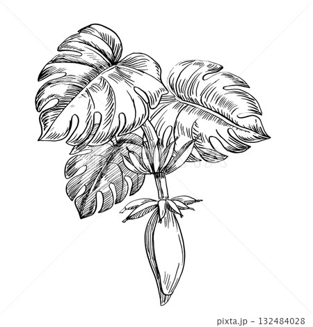 A bouquet of palm leaves and banana fruits. Vector illustration in a realistic plant style for interior design, wallpaper, posters, apparel, and packaging. A bouquet of palm leaves and banana fruits. Vector illustration in a realistic plant style for interior design, wallpaper, posters, apparel, and packaging. 132484028