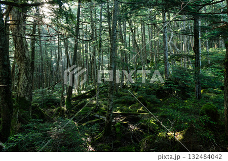 苔の森を歩く　白駒の池 132484042