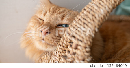 窓辺で眠る猫　茶トラ猫 132484049
