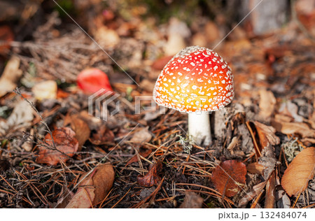 Fly agaric mushroom growing in autumn forest floor 132484074