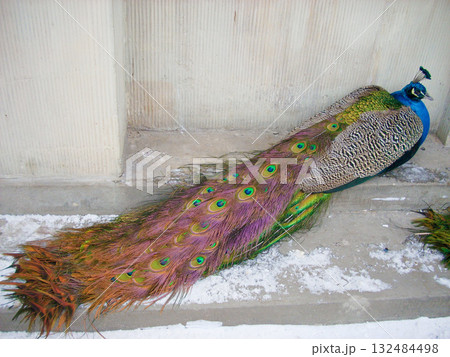 ワジェンキ公園の孔雀 ワルシャワ ポーランド ワジェンキ公園の孔雀 ワルシャワ ポーランド 132484498