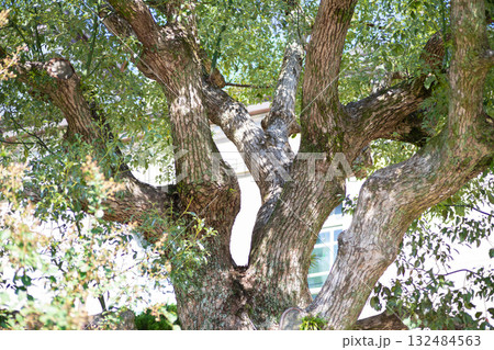 庭に植えられた大きな木。太陽の光を浴びて生命力あふれる。 132484563