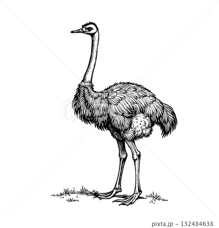 Black sketch of ostrich in vintage art style, wildlife animal hand-drawn engraving antique style print design, rodent illustration, classic vector art, nature wildlife. 132484638