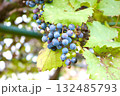 たわわに実った山ブドウ 132485793