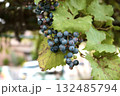 山葡萄が実る 132485794