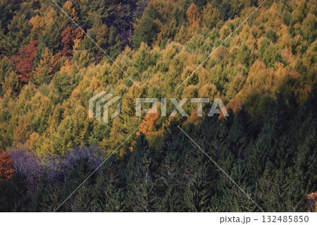 北海道　晩秋の森　広葉樹　針葉樹　混合林の紅葉 132485850