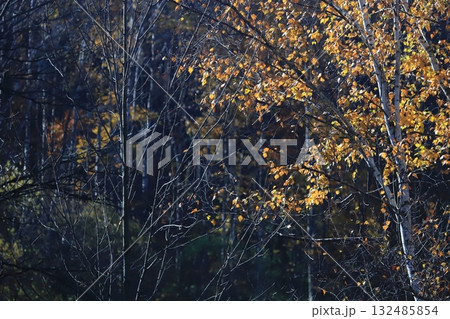 北海道 晩秋の森 シラカバ林の紅葉 コピースペースあり 北海道 晩秋の森 シラカバ林の紅葉 コピースペースあり 132485854