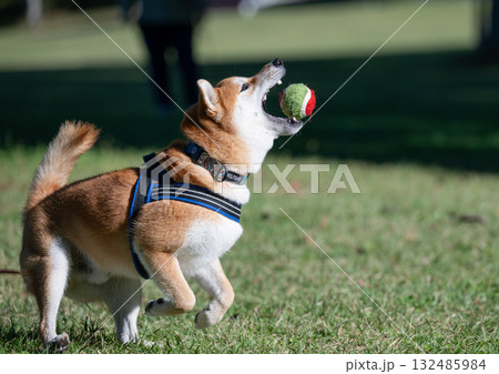 ボールに追いつく柴犬 132485984