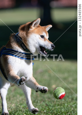 ボールと戯れる柴犬 ボールと戯れる柴犬 132485986