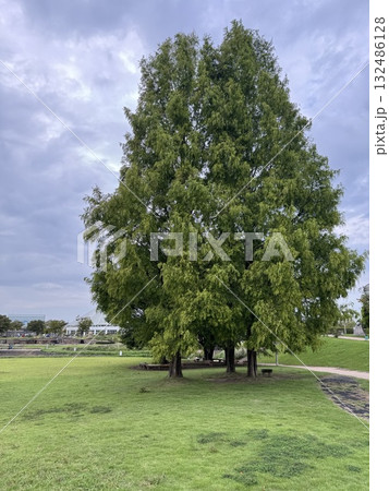 高岡おとぎの森公園(10月上旬) ※富山県 高岡市 高岡おとぎの森公園(10月上旬) ※富山県 高岡市 132486128
