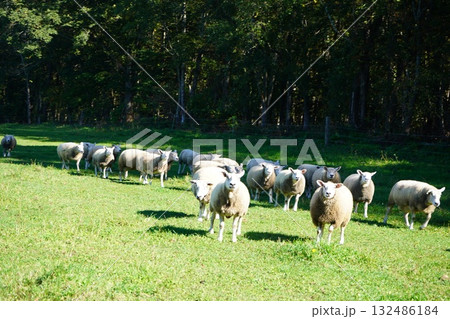 のどかに草を食む羊 132486184