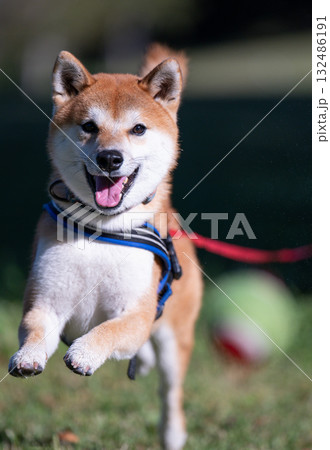 ボールを目指す柴犬 ボールを目指す柴犬 132486191