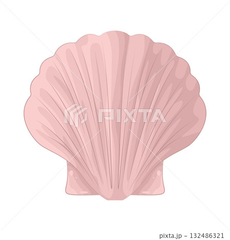 Illustration of seashell Illustration of seashell 132486321