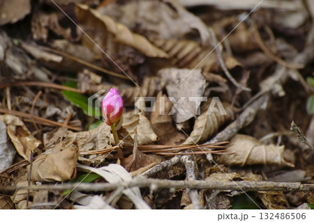イワウチワ イワウチワ 132486506