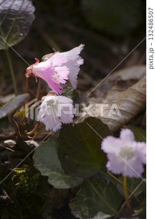 イワウチワ イワウチワ 132486507