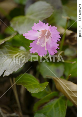 イワウチワ イワウチワ 132486524