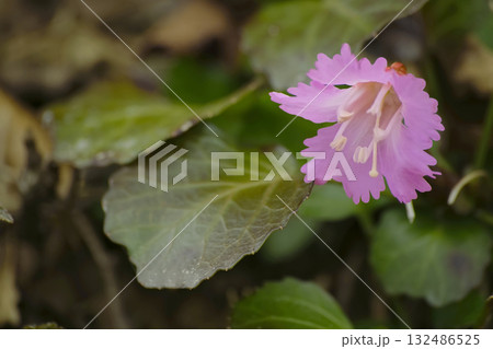 イワウチワ 132486525