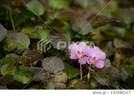 イワウチワ 132486527