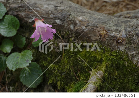 イワウチワ イワウチワ 132486551
