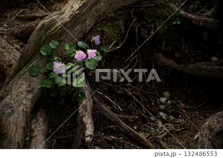 イワウチワ イワウチワ 132486553