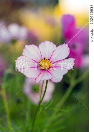 凛としたピンク色の美しさ 132486658