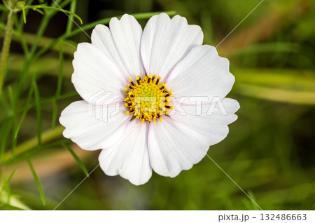 白い色の美しさ 132486663