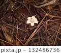 アカマツ林に生えたヒメツチグリの仲間 132486736
