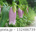 釣り鐘型の紫色の花を咲かせたホタルブクロ 132486739