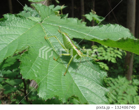 林縁で見つけたキリギリスの仲間 132486740