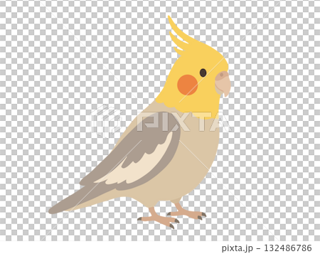 かわいいオカメインコのイラスト 132486786